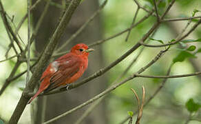 Summer Tanager