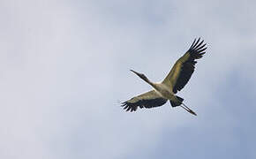 Wood Stork