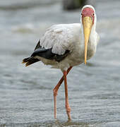 Yellow-billed Stork