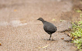 Tinamou cendré