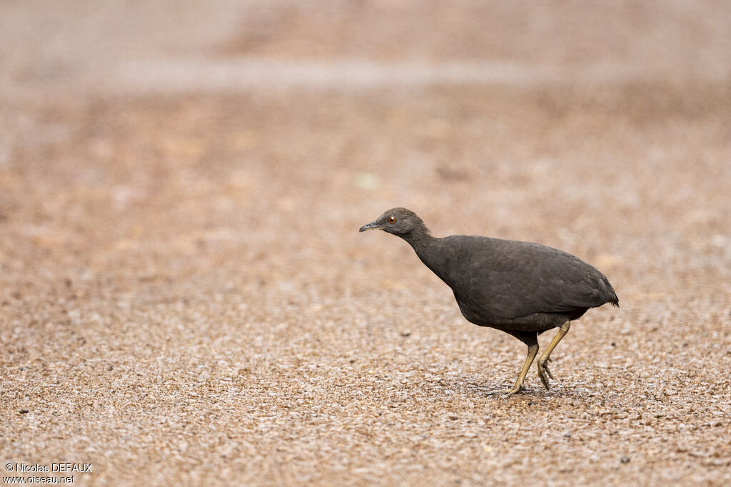 Cinereous Tinamou, close-up portrait