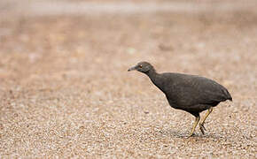 Tinamou cendré