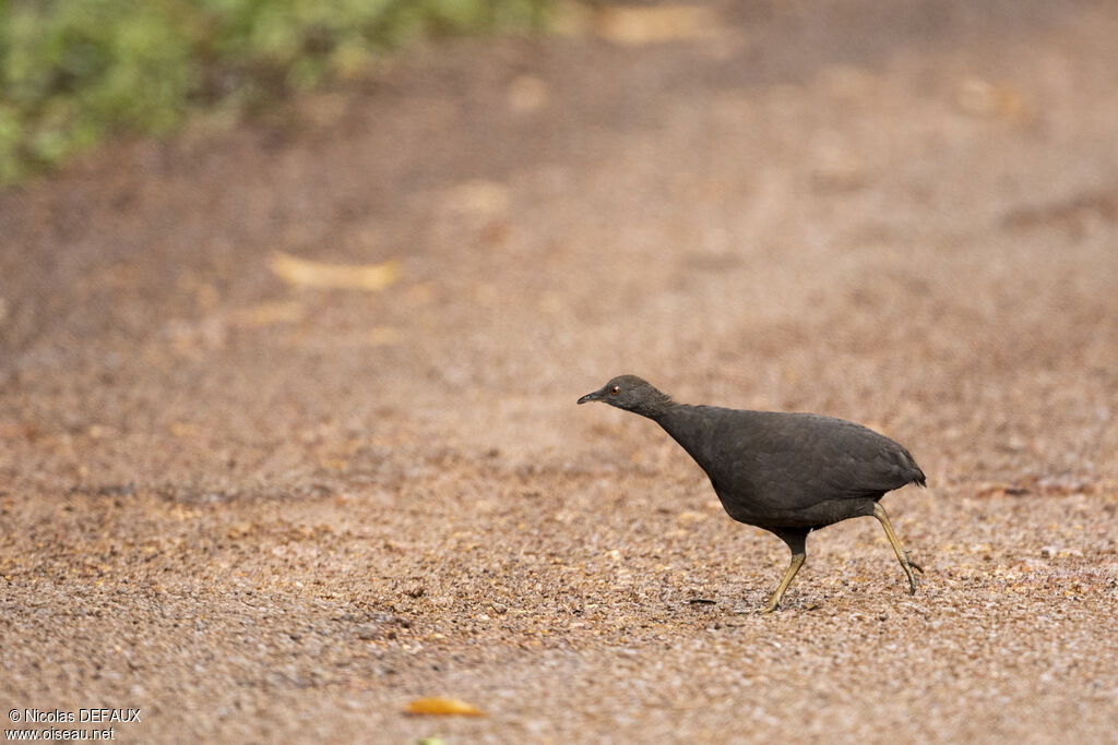 Tinamou cendré, portrait