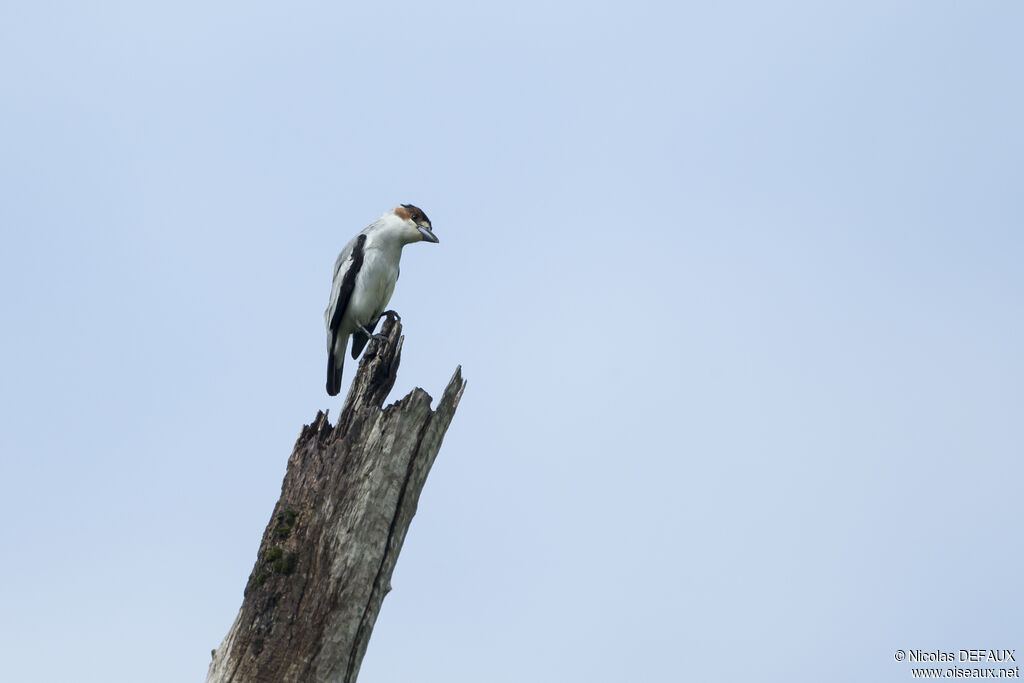 Black-crowned Tityra female