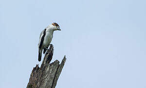 Black-crowned Tityra