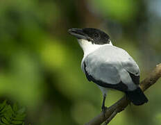 Black-crowned Tityra