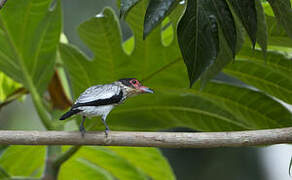 Black-tailed Tityra