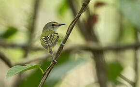 Smoky-fronted Tody-Flycatcher