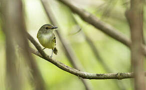 Smoky-fronted Tody-Flycatcher