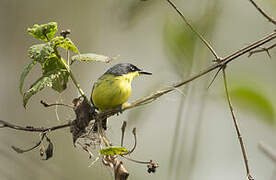 Common Tody-Flycatcher