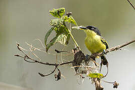 Common Tody-Flycatcher