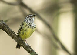 Spotted Tody-Flycatcher