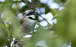 Pectoral Sparrow