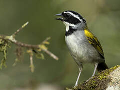 Pectoral Sparrow