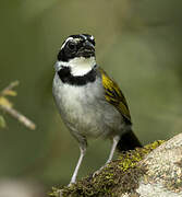 Pectoral Sparrow