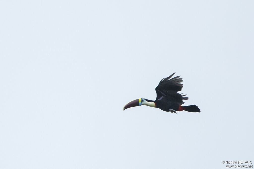 White-throated Toucan, Flight