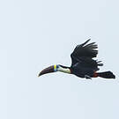 Toucan à bec rouge