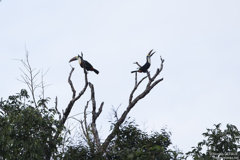 Toucan à bec rouge