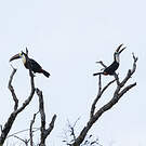 Toucan à bec rouge