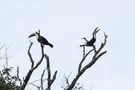 White-throated Toucan