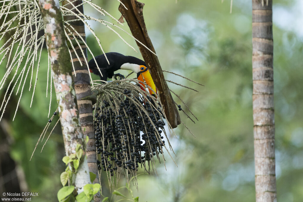 Toco Toucanadult, close-up portrait, eats