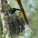 Toucan toco