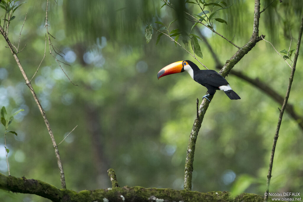 Toco Toucan