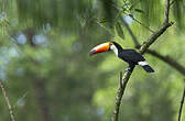 Toucan toco