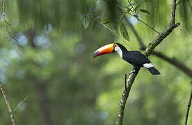 Toucan toco