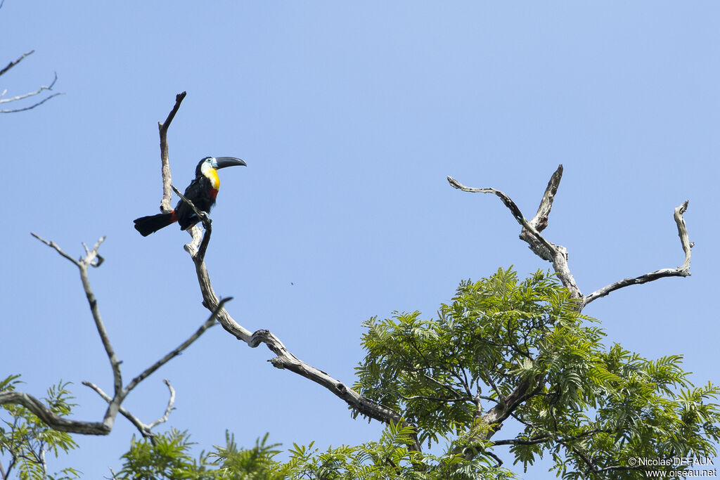 Channel-billed Toucan