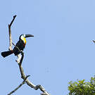 Toucan vitellin