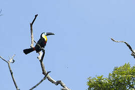 Channel-billed Toucan