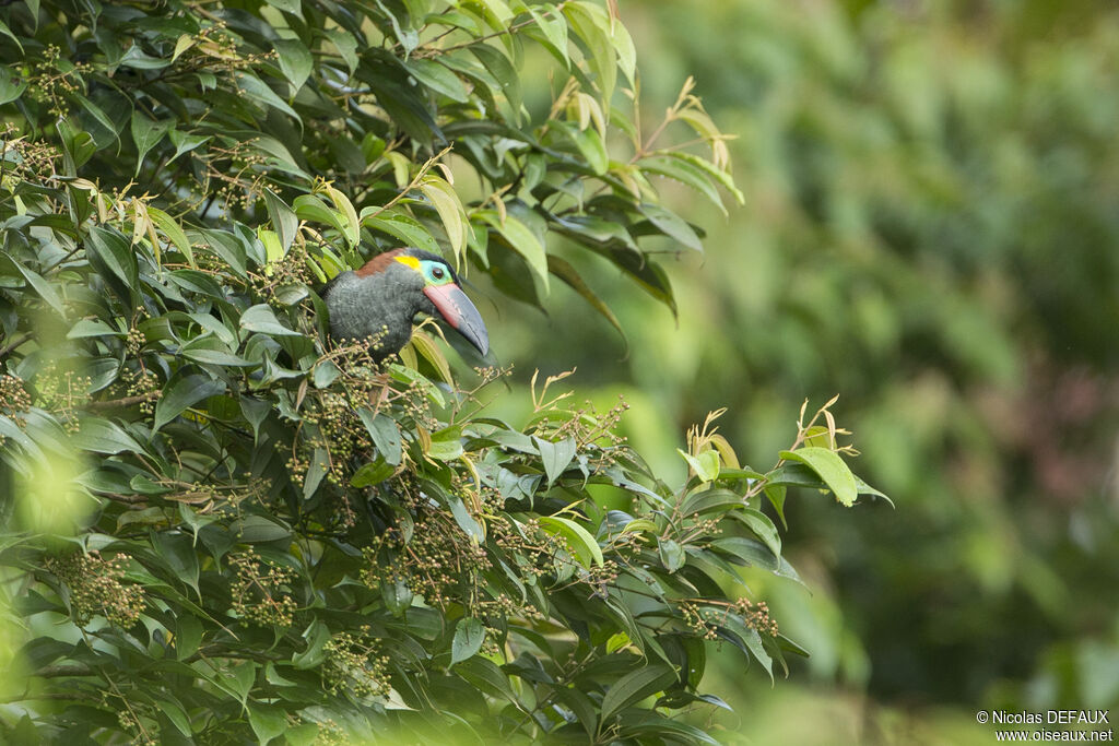 Guianan Toucanet