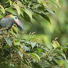 Toucanet koulik