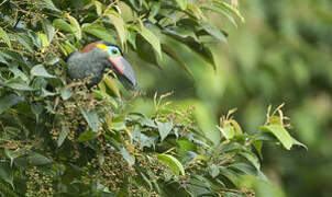 Guianan Toucanet