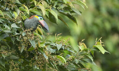 Toucanet koulik