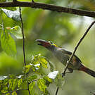 Toucanet koulik