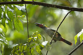 Guianan Toucanet