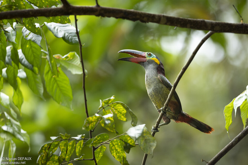 Guianan Toucanet female adult, close-up portrait