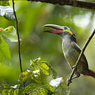 Toucanet koulik