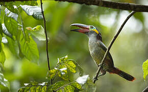 Guianan Toucanet