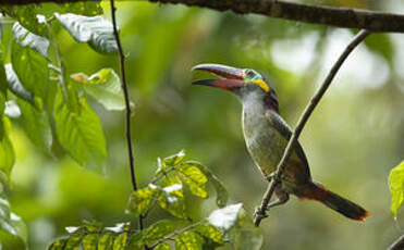 Toucanet koulik