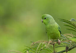 Green-rumped Parrotlet