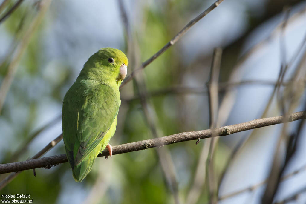 Green-rumped Parrotlet female adult