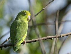 Green-rumped Parrotlet