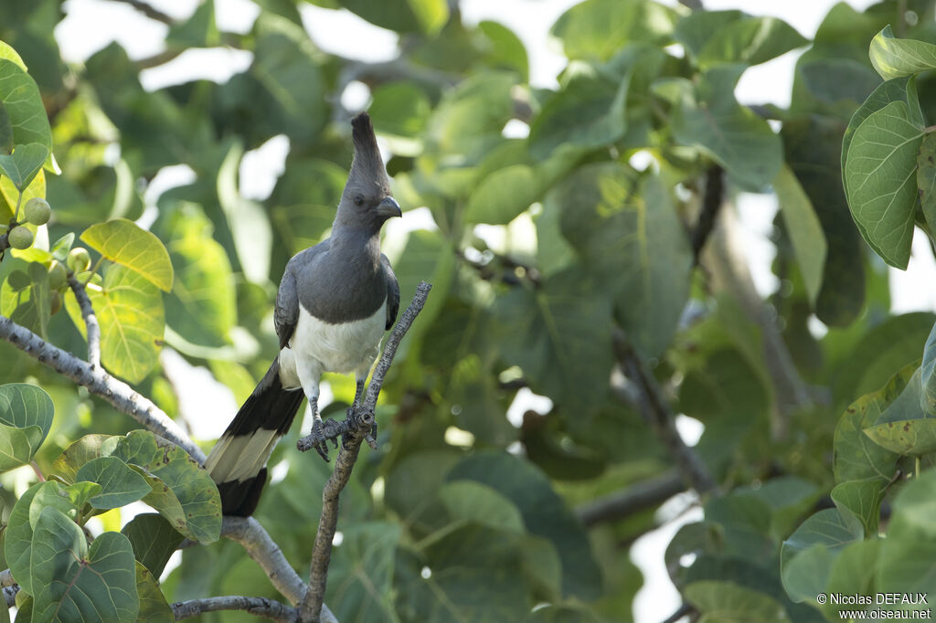 White-bellied Go-away-bird, close-up portrait