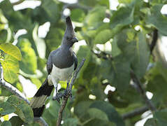 White-bellied Go-away-bird