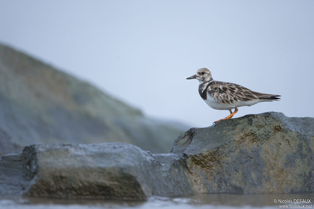 Ruddy Turnstone