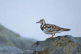 Ruddy Turnstone