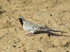 Namaqua Dove